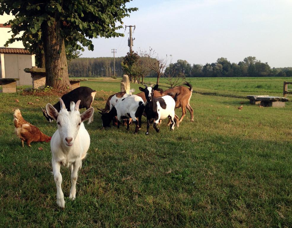 מג'נטה Bed And Breakfast Azienda Agricola Cascina Salazzara מראה חיצוני תמונה